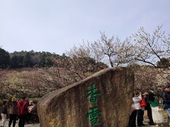 -香雪海