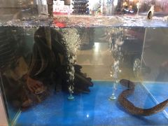 活鳗鱼-本炙炭烤·蒲烧活鳗料理店(金沙洲店)