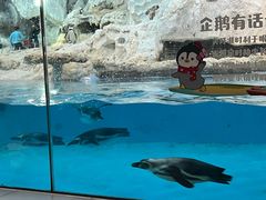 -帝企鹅自助餐厅•儿童岛•真企鹅(长隆企鹅酒店)