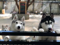 -TrueLove @ Neverland (Husky Cafe)