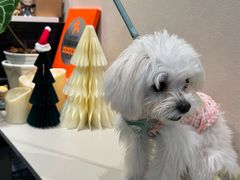 -Dogi&kiki Coffee(中心商务大厦店)