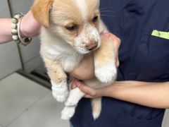 -关爱动物医院·心脏·中兽医·异宠(金牛路分院)