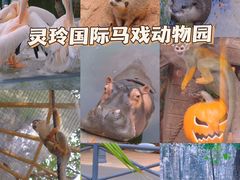 -灵玲国际马戏城