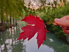 -青枫公园