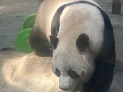 -栾川竹海野生动物园