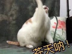 -同济大学(嘉定校区)