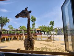 -西霞口神雕山野生动物世界