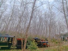 -合肥滨湖国家森林公园