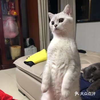 小傻喵却在心底种下了根，充你爱你，什么都让着你