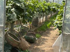 -马陆小张葡萄园农家乐