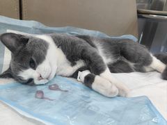 -万博宠物医院·手术·诊疗(未央凤城五路店)