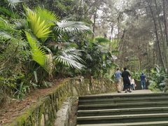 -铁山坪森林公园