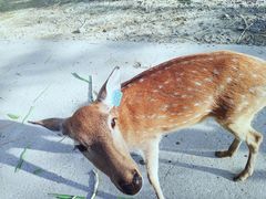 -鹿境梅花鹿生态园区