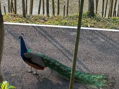 -森波拉奇妙世界