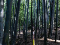 -上海佘山国家森林公园天马山园