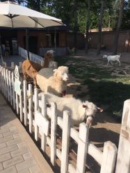 -上美四季动物农场