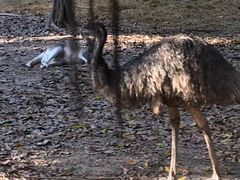 -清迈夜间动物园