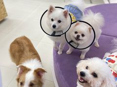 -怪兽屋·羊驼·猫咖·狗咖(俊华广场店)