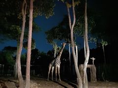 -清迈夜间动物园