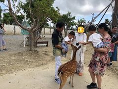 -鹿境梅花鹿生态园区