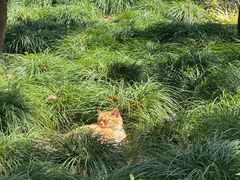 -寸屋拉面(凯德晶萃店)