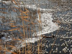 -野鸭湖国家湿地公园