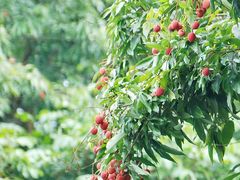 -福建鲤鱼洲酒店