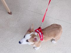 -萌兽医馆·宠物医院·猫骨科(创景店)