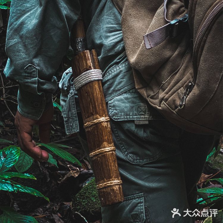 小象雨林|在西双版纳的原始森林里