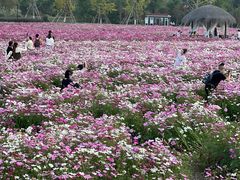 -径山花海