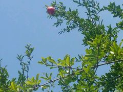 -青岛银沙滩温德姆至尊酒店