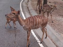 -清迈夜间动物园