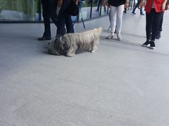 -圣母百花圣殿