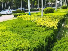 -东营·森林乐园