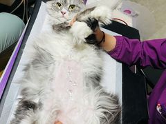 -宠爱国际动物医院·消化内科·心肾内科·ISFM猫友好(望京店)