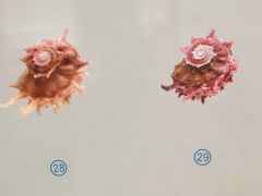 -青岛贝壳博物馆