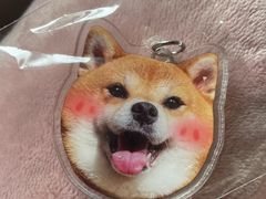 -逗柴咖啡屋·狗咖猫咖宠物桌游
