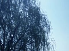 -西苑公园