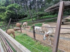 -沈阳森林动物园