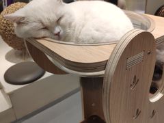 -飞行喵MR PILOT|猫舍·猫咖(静安大融城店)