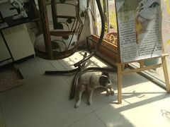 -平行世界·猫咖(首经贸店)