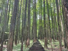 -武陵山森林公园