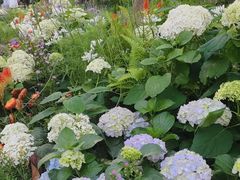 -深圳仙湖植物园