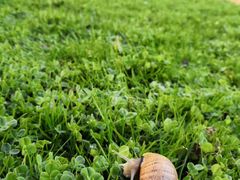 -墨尔本皇家植物园