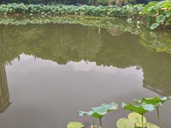 -陈家山荷花公园