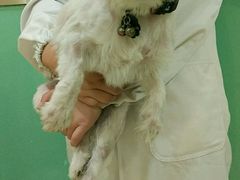 -米苏动物医院·犬猫专科·骨科外科内窥镜