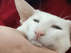 -飞行喵MR PILOT|猫舍·猫咖(静安大融城店)