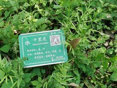 -杭州植物园