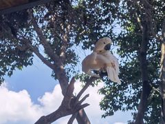 -广州长隆飞鸟乐园
