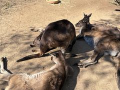 -费瑟代尔野生动物园